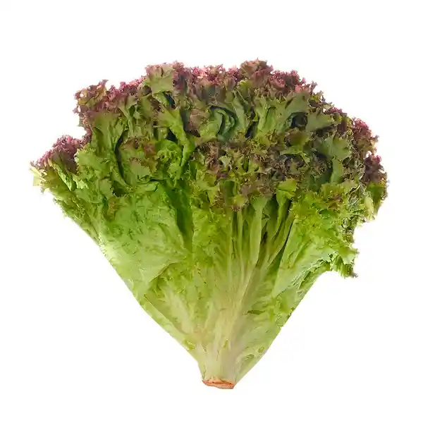 Lechuga Morada