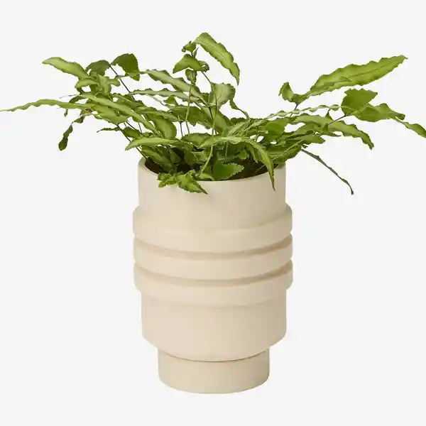 Areaware Matera Strata Plantas Crema