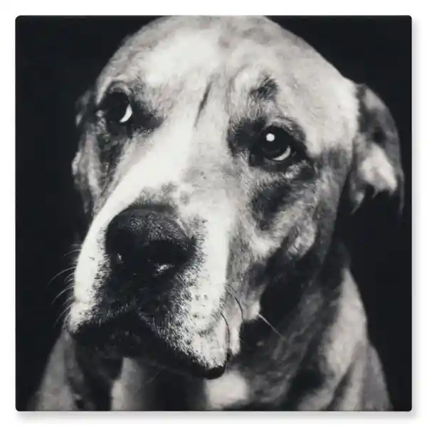 Hogar Venecia Cuadro Perro Negro Diseño 60 x 60 cm