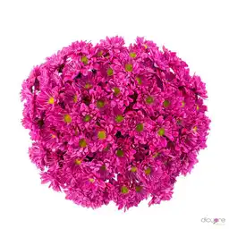 Pompon Cumpleaños