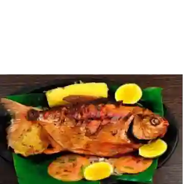 Cachama O Mojarra