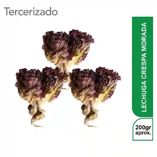 3 x Lechuga Crespa Morada Turbo