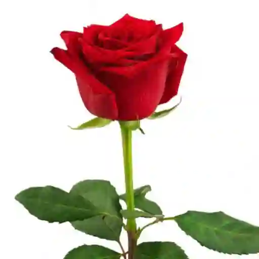 Rosa por unidad