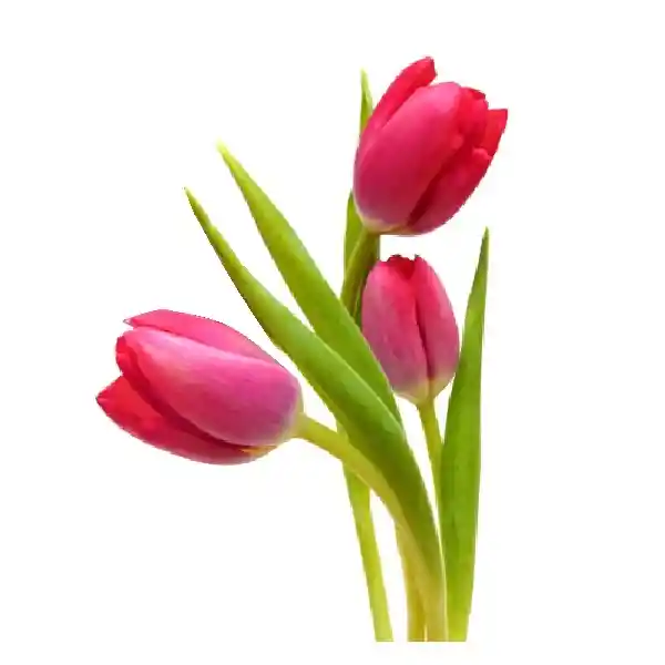 Arreglo Floral 30 Tulipanes Surtidos Boreal En Ramo