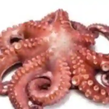 Pulpo