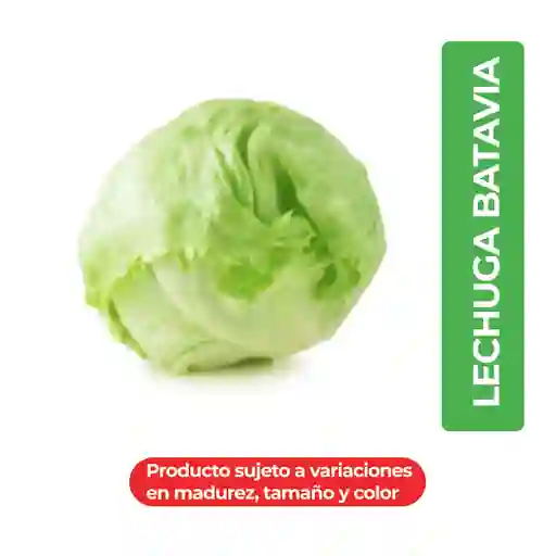 Lechuga Batavia