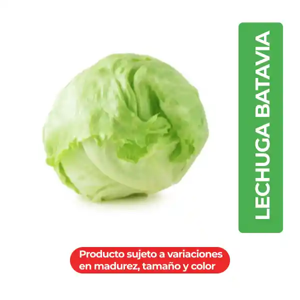 Lechuga Batavia