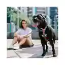 Zeedog Arnés Mahalo Talla L H