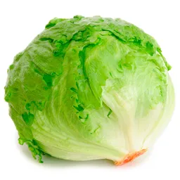 Lechuga Batavia Extra