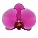 Orquídea Morada Multiflora Premium en Matera