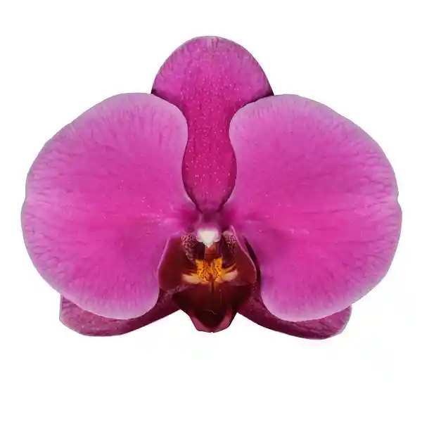Orquídea Morada Multiflora Premium en Matera