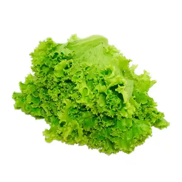 Lechuga
