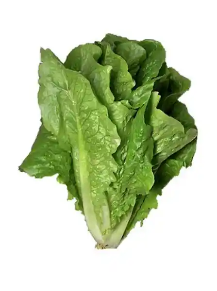 Lechuga