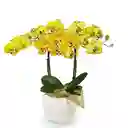 Orquídea Amarilla Multiflora Success En Matera