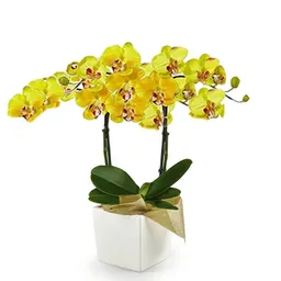 Orquídea Medium Amarilla Multiflora Success En Matera