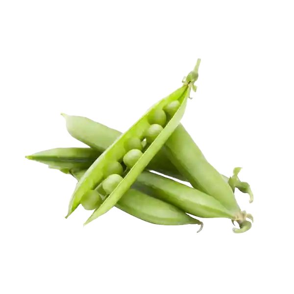 Arveja Concha