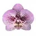 Orquidea Impresionista Premium Con Matera