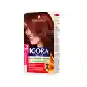 Tinte Igora Vital 6-88 Rubi