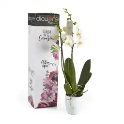 Caja Regalo Orquidea Petit