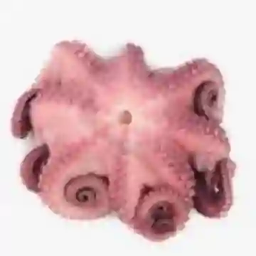 Pulpo