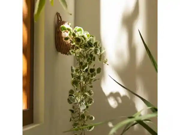 Maceta Fibra Planta Colgante Casaideas