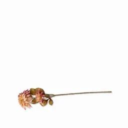 Dalia Rosada Ambiente Gourmet