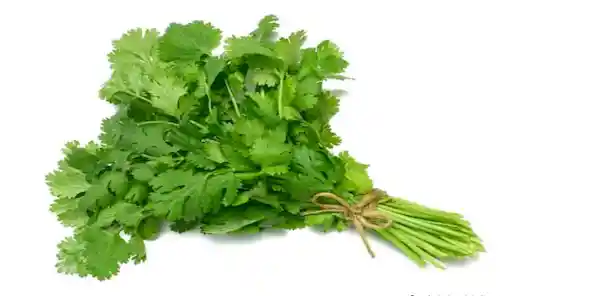 Cilantro Sin Raíz