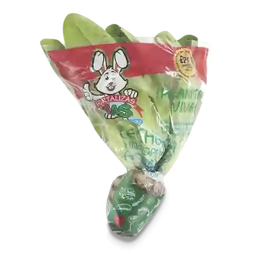Lechuga Romana Hidropónica