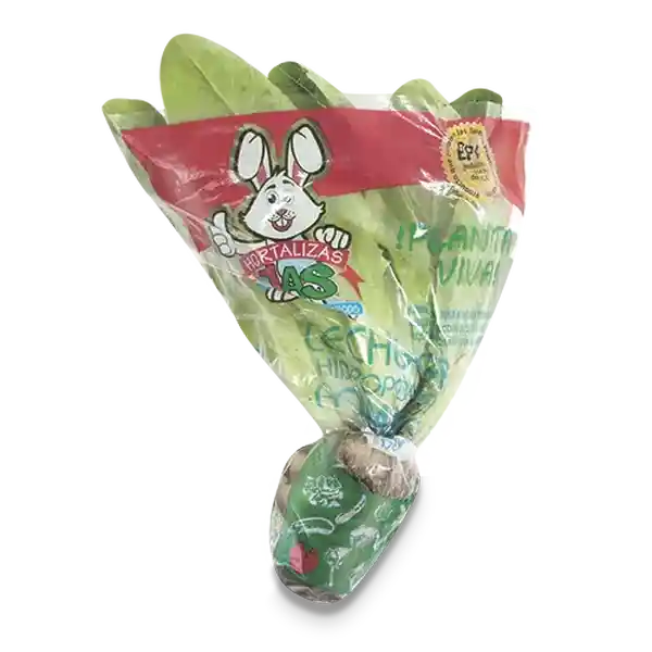 Lechuga Romana Hidropónica
