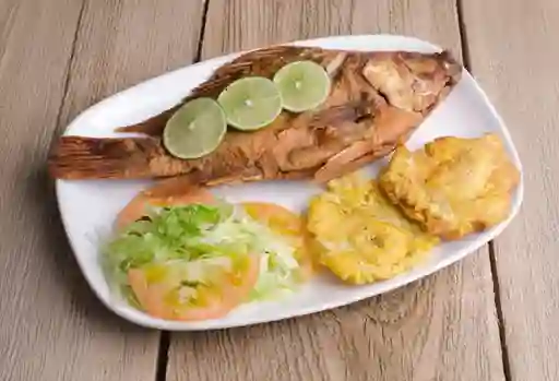 Tilapia