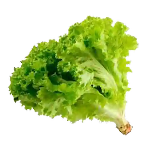 Lechuga Crespa Verde