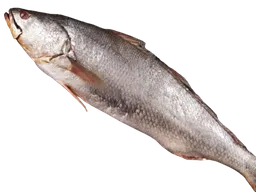 Corvina Fresca Entera