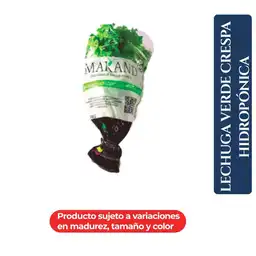 Makand Lechuga Verde Crespa Hidropónica Kosher 