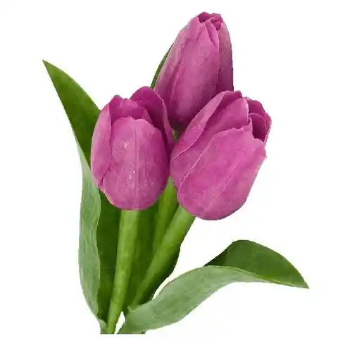 Arreglo Floral 10 Tulipanes Surtidos Cristal En Ramo