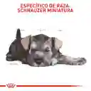 Royal Canin Alimento Para Perro Schnauzer Mini Puppy 1.13 Kg