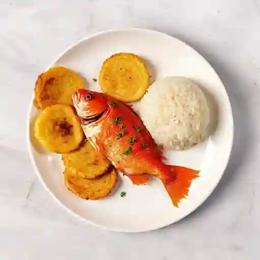 Mojarra Roja
