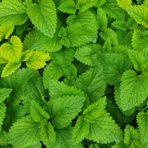Limonada de Hierbabuena