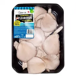 Cuisine & Co Champiñon Pleurotus