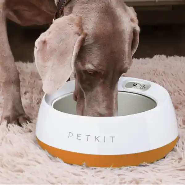 Inkanta Bowl Smart Pet Metal Orange