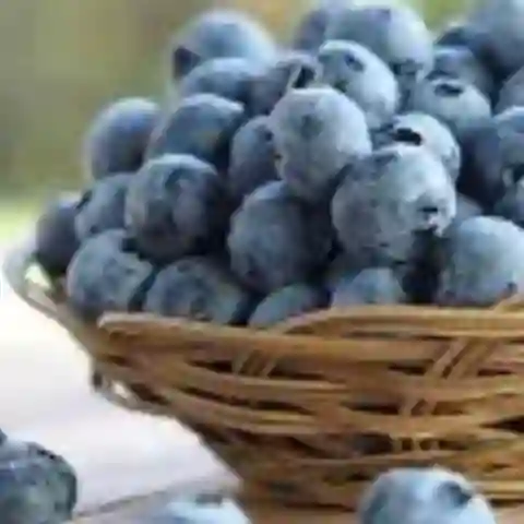Extra Arandanos