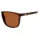 Gafas Para Hombre Color Havana X17155 Steve Madden