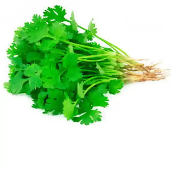 Cilantro Fresco