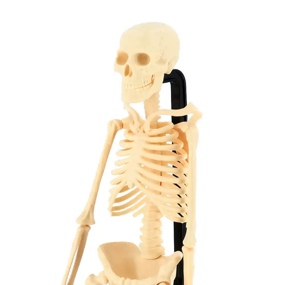 Esqueleto Humano Crudo 0002 Casaideas
