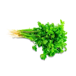 Cilantro Fresco