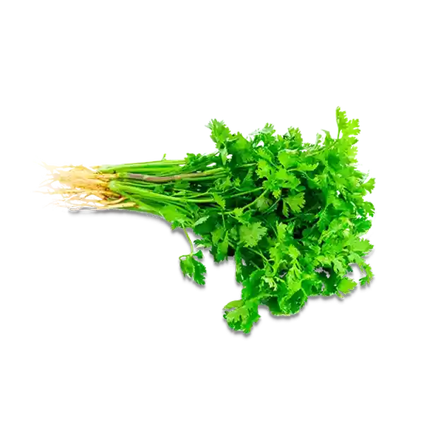 Makro Cilantro Fresco