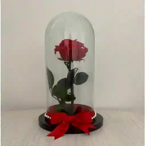 Rosa Preservada o Eterna Roja