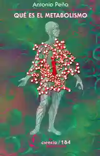 Qué es el Metabolismo