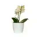 Orquidea Baby Con Matera Decorativa