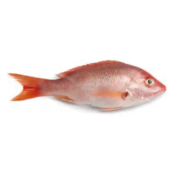 Pargo Rojo Platero