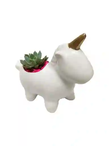 Regalo Suculenta 42 Unicornio